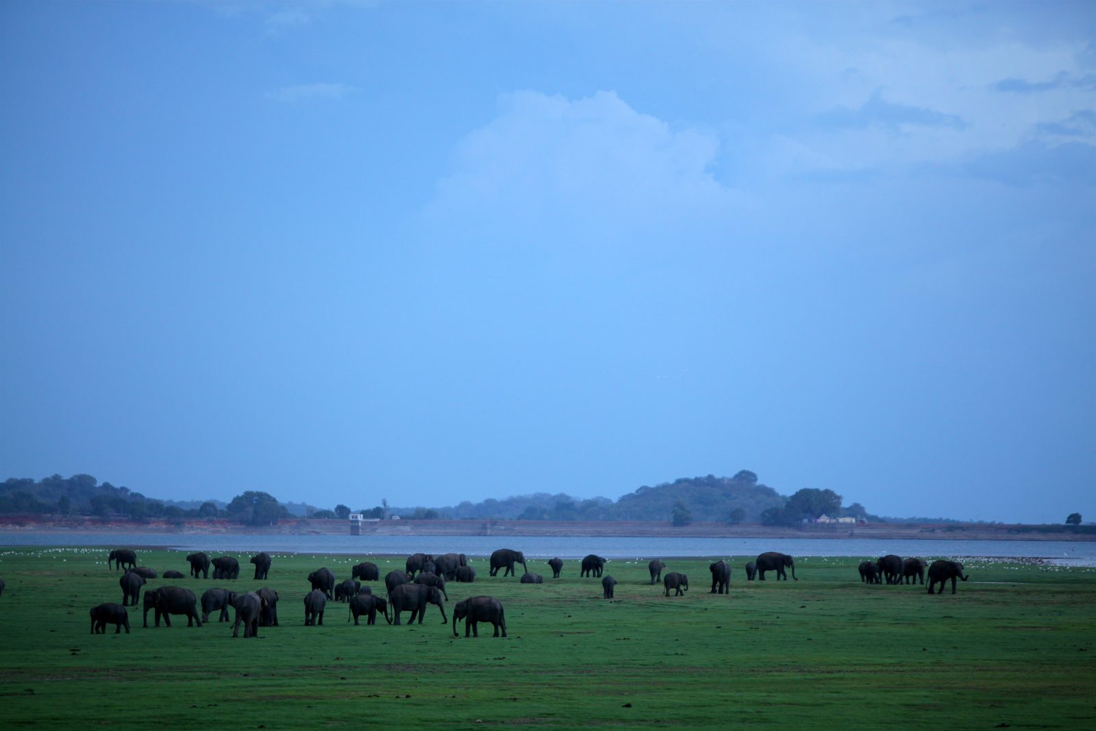 Minneriya National Park