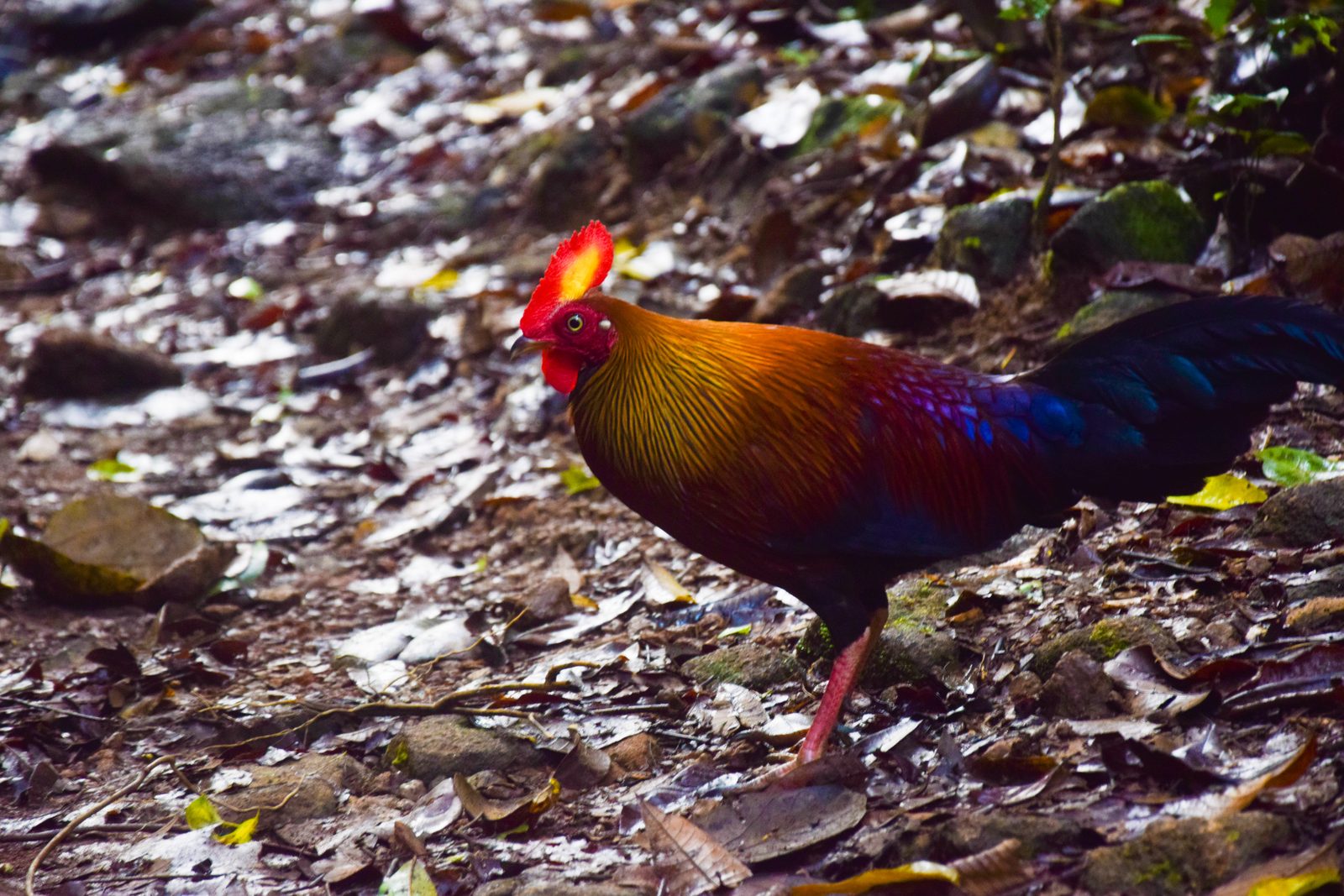Sinharaja Forest Reserve