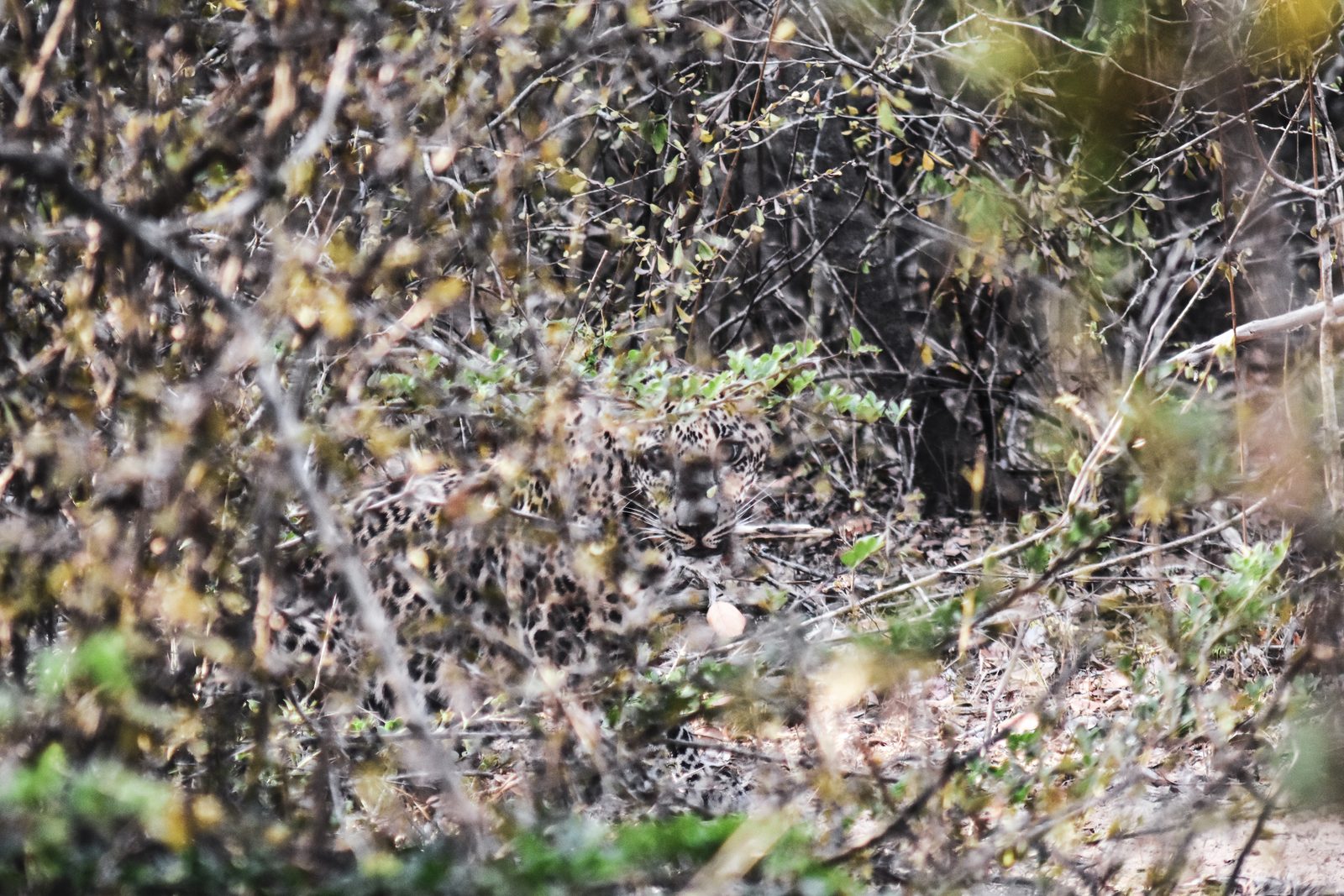 Yala National Park